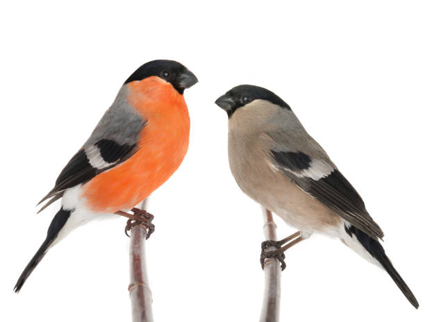 istock male and female bullfinch 834759218