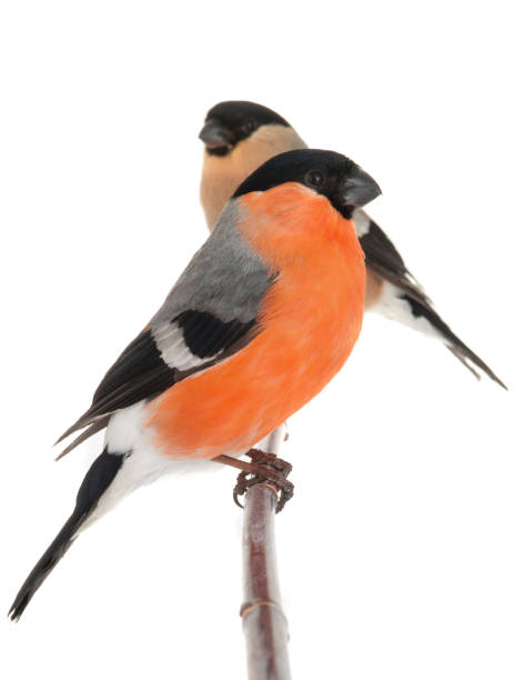 istock male and female bullfinch 834759236