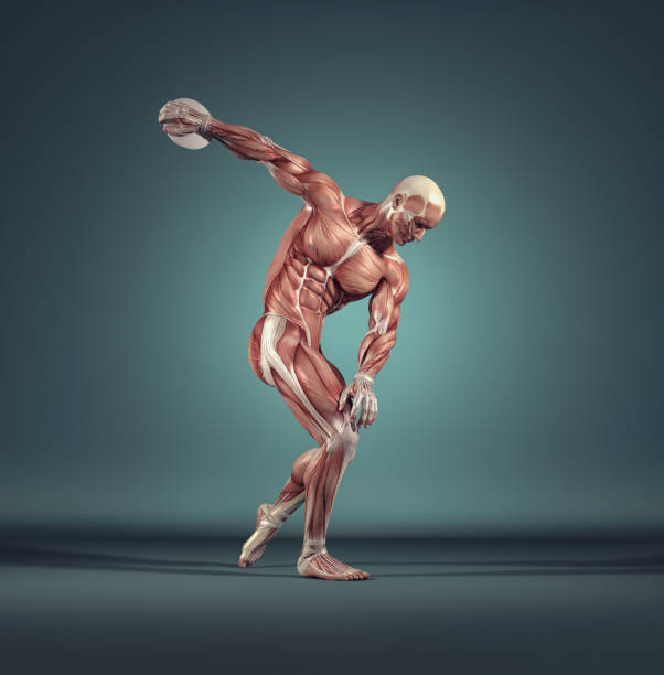 男性の筋肉系。 - men anatomy the human body body ストックフォトと画像