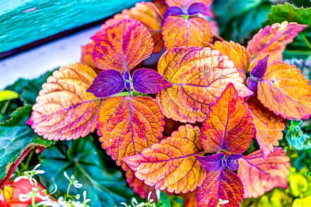 Coleus plant red color vibrant vivid leaves macro closeup