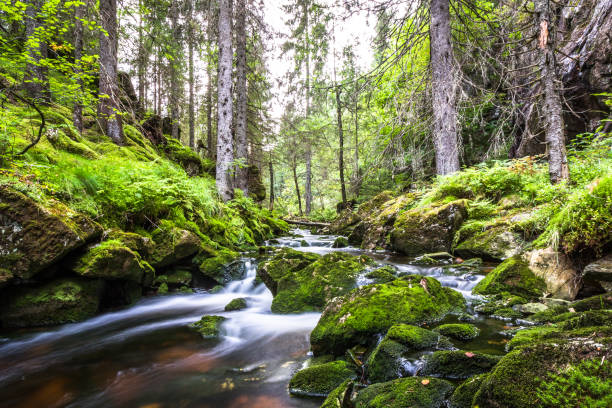 flujo de agua en un arroyo, larga exposición - flowing water stream moss river fotografías e imágenes de stock