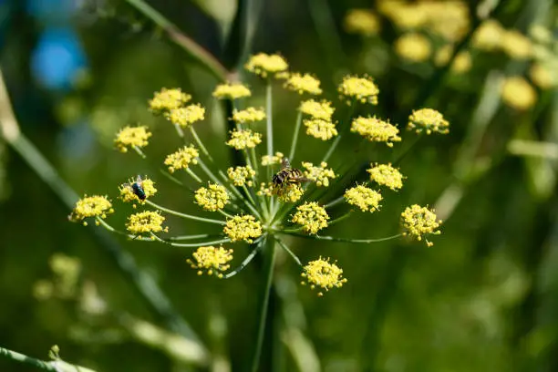 Fennel flowers with a hover fly