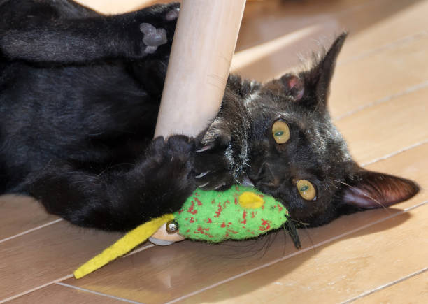 istock Cute Bombay kitten with toy 834763942