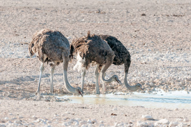 istock Three ostriches drinking water at a waterhole in Northern Namibia 834771046
