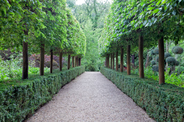 istock path between rows of topiary trees and trimmed, evergreen hedge, summer garden. 834771890