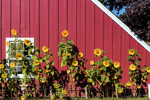 Abstract composition of sunflowers lined up with red barn background