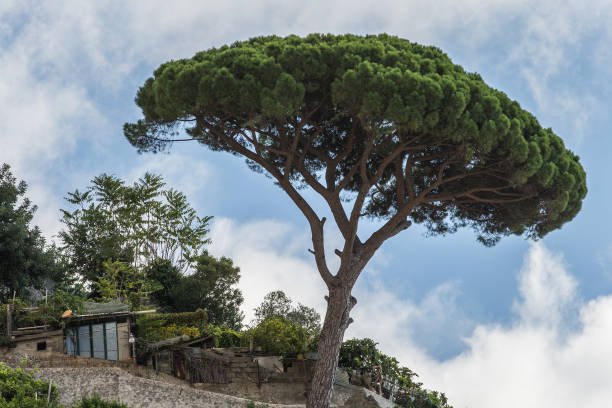 A shack with a parasol pine outside
