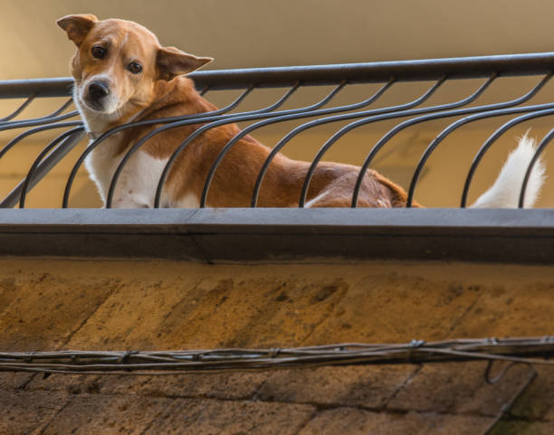 istock Italy - Dog on a Balcony 834774810