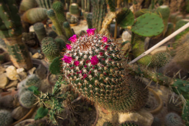 Group of various ornamental cacti as a backgroundGroup of various ornamental cacti as a background