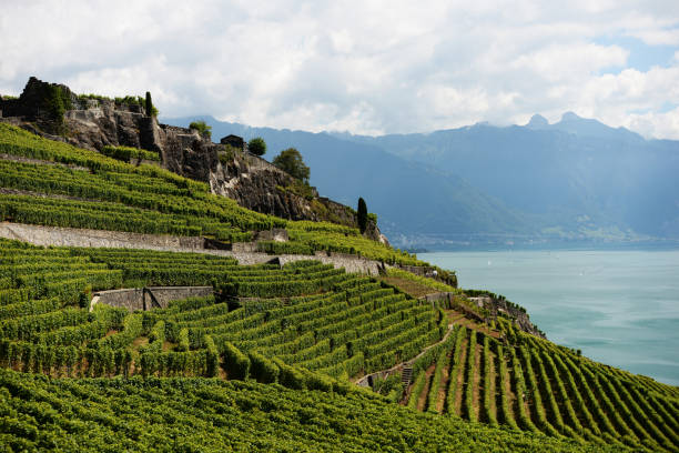 istock Vineyards of Lavaux 834776890