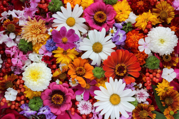istock Background of flowers and berries, top view. 834778490