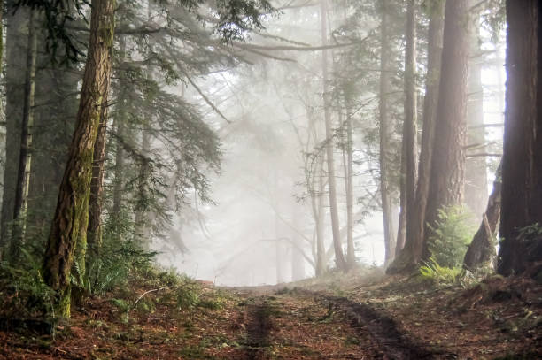 Foggy Forest of Bolinas Ridge. Point Reyes National Seashore, Marin County, California, USA. marin county stock pictures, royalty-free photos & images