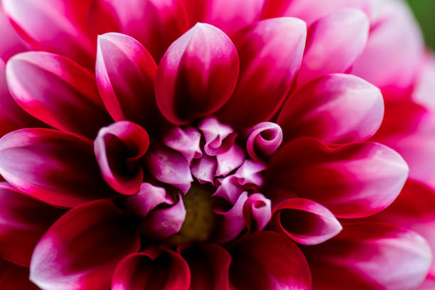 istock macro closeup of a flower 834780954