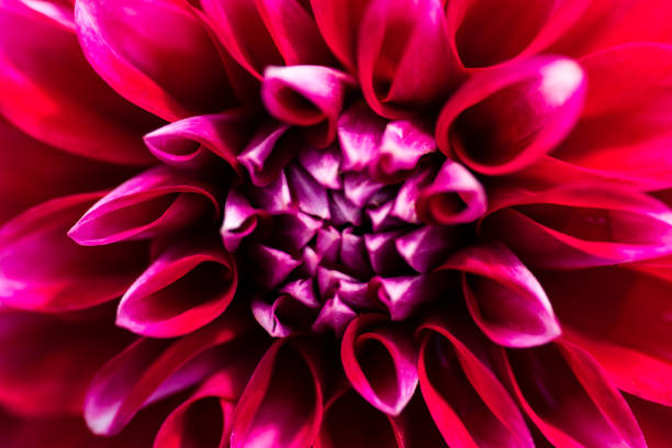 istock macro closeup of a flower 834781608