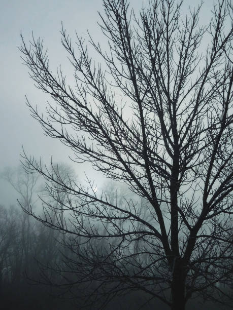 istock Tree in morning Fog Rotterdam 834781890