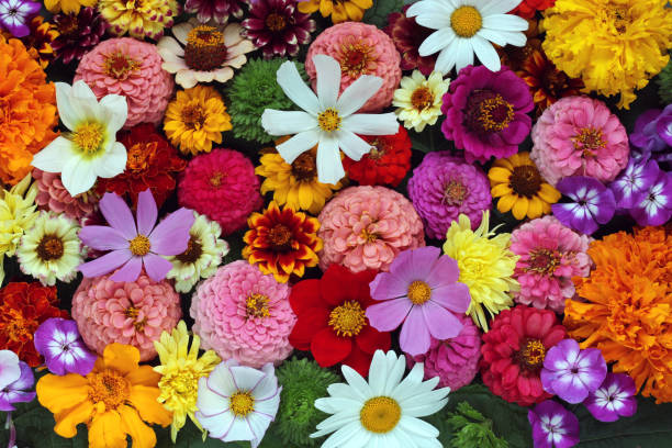 istock Background from cultivated flowers. Beautiful flower background. 834784094