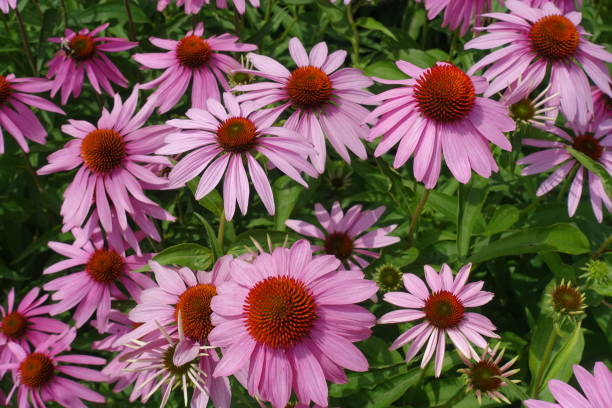 istock Blooming Flowering Flowers Background Violet And Green 834789480