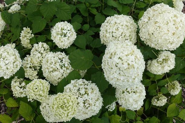 istock Blooming Flowering Flowers Background White And Green 834789592