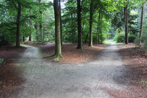 istock Utrechtse heuvelrug forest 834790060