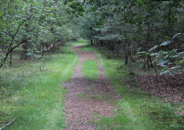 istock Utrechtse heuvelrug forest 834791188