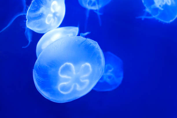 istock Beautiful marine life in the blue light 834791440