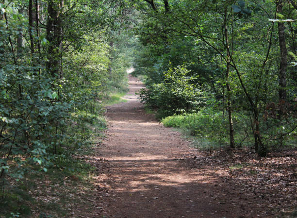 istock Utrechtse heuvelrug forest 834792330