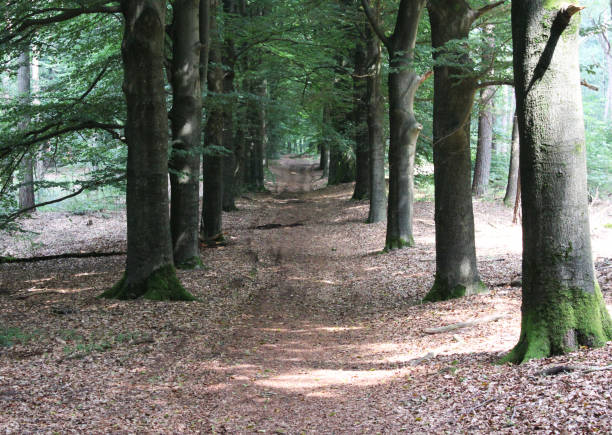 istock Utrechtse heuvelrug forest 834792874