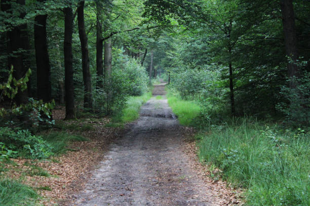 istock Utrechtse heuvelrug forest 834792970