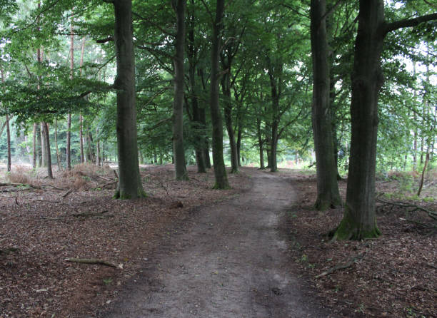 istock Utrechtse heuvelrug forest 834793260