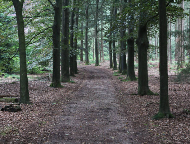 istock Utrechtse heuvelrug forest 834793370