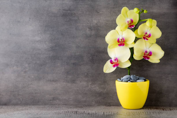 istock Yellow orchid on the grey background. 834797920