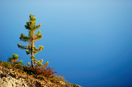 Young pine tree on bedrock