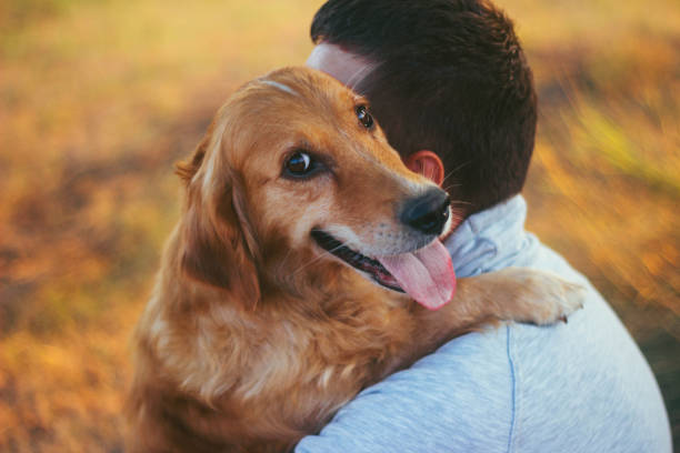istock Guy and his dog, golden retriever, nature 834814588