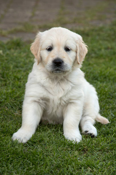 istock Cute Golden Retriever Puppy 834814638