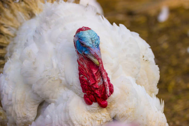 istock Portrait from Turkey hen 834814806