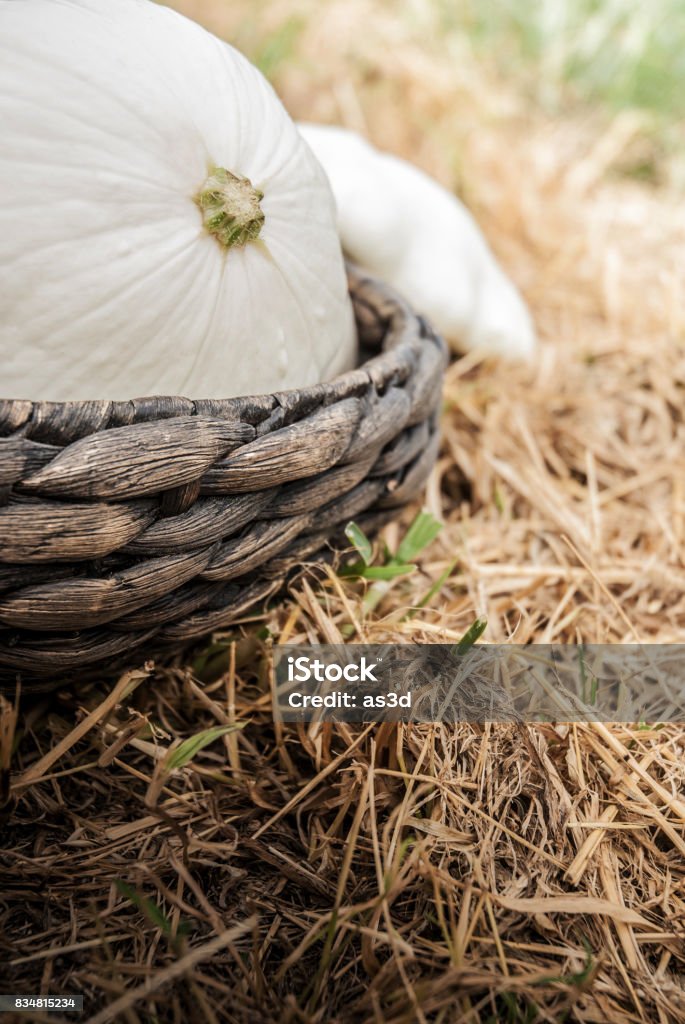 White Pattypan Squash in Basket Basket Stock Photo