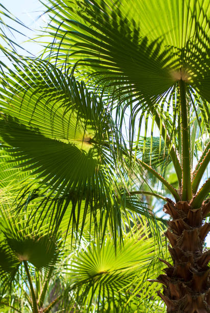 Tropical palm trees Tropical palm trees - natural background ls island stock pictures, royalty-free photos & images