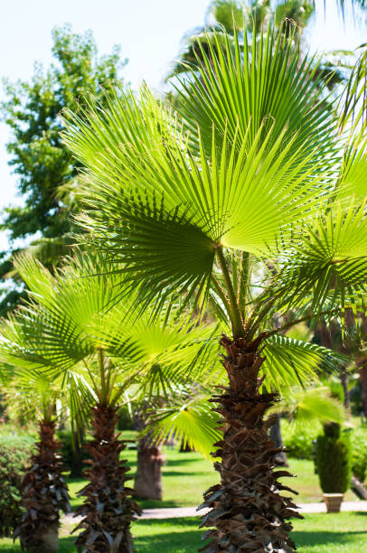Tropical palm trees Tropical palm trees - natural background ls island stock pictures, royalty-free photos & images