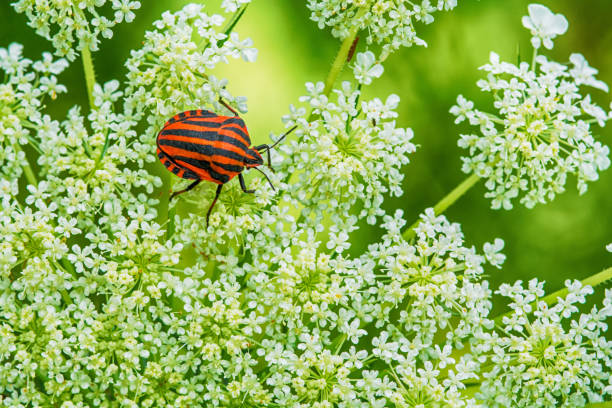 istock Red and black striped stink bugs on a flower 834818502