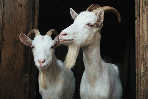 Two goats climbing on top of their pen, large horns, side view, blue sky