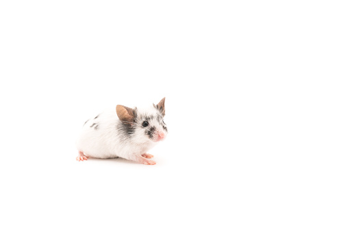 Decorative cute mouse isolated on white background