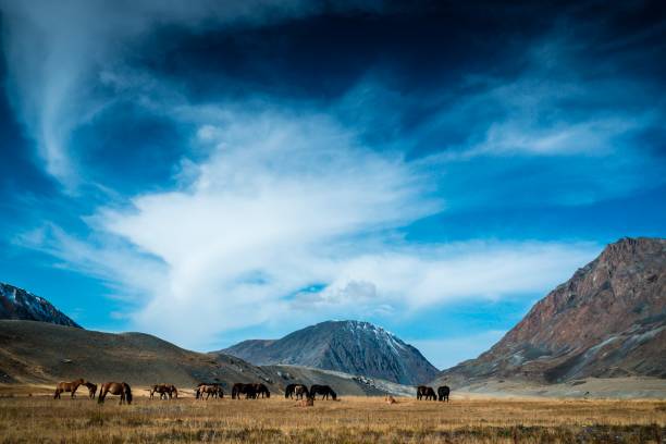 istock Wild horses grazing in valley in Mongolia 834833200