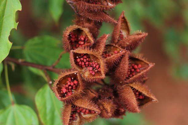 bija - achiote fotografías e imágenes de stock