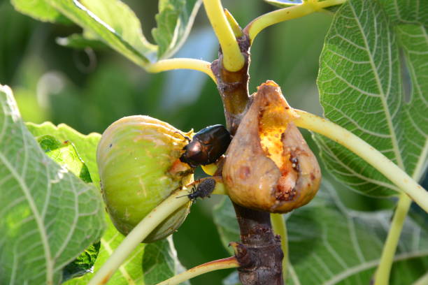 Fig, Fig, Tree, Spain, green