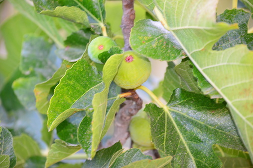 Fig, Fig, Tree, Spain, green
