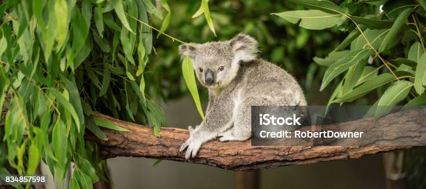 Koala In A Eucalyptus Tree Stock Photo - Download Image Now - Koala, Animal, Animal Body Part