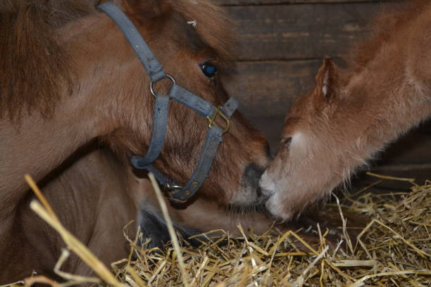istock Miniature Horse Mother and Foal 834860712