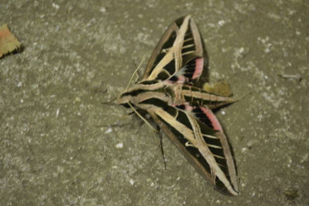 Banded Moth 30+ Banded Sphinx Moth Stock Photos, Pictures & Royalty-Free Images ...