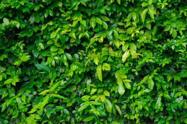 istock Green leaves of tree for background and wallpaper 834865358