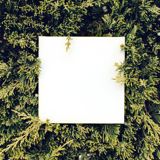istock Christmas concept - mock up with evergreen background. Flat lay, top view. 834866546